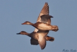 2012-04-14 schnatterente 750x500 img 4556
