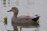 20140405 schnatterente hp img 1757