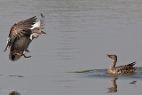 20140425 schnatterente maennchen hp img 3286bearbeitet
