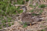 20140425 schnatterente weibchen hp img 3157bearbeitet