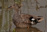 20140426 schnatterente maennchen hp img 3607bearbeitet