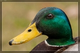 Stockente
