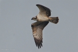 20140905 Fischadler HP IMG 0623