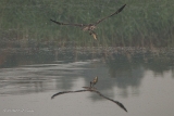 20140905 Fischadler HP IMG 0662