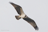 20140905 Fischadler HP IMG 0710