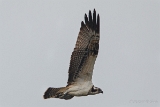 20140905 Fischadler HP IMG 0717