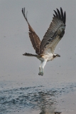 20140906 Fischadler HP IMG 1013