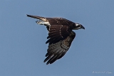 20140907 Fischadler HP IMG 1071