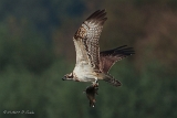20140907 Fischadler HP IMG 1109