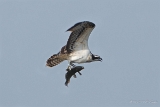 20140907 Fischadler HP IMG 1115