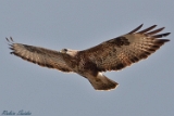 2012-04-22 maeusebussard 750x500 img 4865