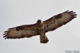 2012-04-22 maeusebussard 750x500 img 4870