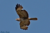 2012-05-17 maeusebussard 750x500 img 5971