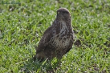 2012-10-21 maeusebussard 750x500 img 1495