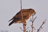 2013-01-26 maeusebussard 500x500 img 4043
