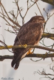2013-01-26 maeusebussard 500x500 img 4065