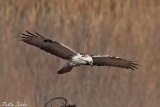 2013-03-16 maeusebussard 750x500 img 5549
