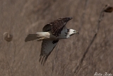 2013-03-16 maeusebussard 750x500 img 5553