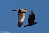 2013-04-01 rohrweihe 750x500 img 6436