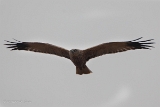 20140405 rohrweihe hp img 1682