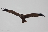 20140405 rohrweihe hp img 1683