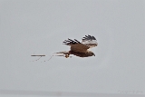 20140426 rohrweihe hp img 3675bearbeitet