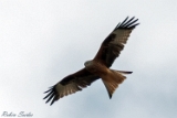 2013-04-01 rotmilan 750x500 img 6638
