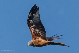 20140824 Rotmilan HP IMG 0169