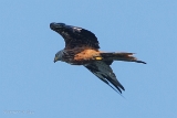 20140824 Rotmilan HP IMG 0170