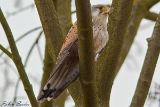 2012-02-09 turmfalke 1200x800 img 4129