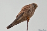 2012-02-09 turmfalke 750x500 img 4126