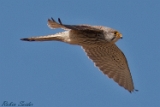 2012-05-17 turmfalke 750x500 img 5914