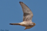 2012-05-17 turmfalke 750x500 img 5915