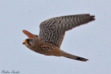 2013-01-20 turmfalke 750x500 img 4025