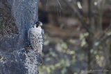 20140329 wanderfalke hp img 1459-bearbeitet