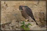 2015WanderfalkeIMG 9452