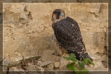 2015WanderfalkeIMG 9521