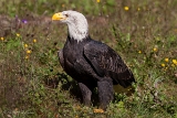 20131031 weisskopfseeadler hp img 9435