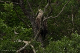 20140612 Weisskopfseeadler HP IMG 6289