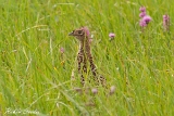 2013-08-27 fasan 1200x800 img 4417 : Fasan, Jungvogel, Naturschutzgebiet, Neusiedler See, Vögel