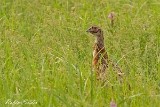 2013-08-27 fasan 1200x800 img 4426 : Fasan, Jungvogel, Naturschutzgebiet, Neusiedler See, Vögel