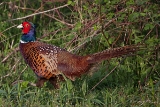 Hühnervögel