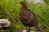 20140616 Schottisches Moorschneehuhn HP IMG 7977