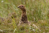 20140620 Schottisches Moorschneehuhn HP IMG 8875