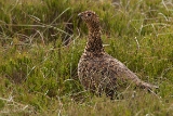 20140620 Schottisches Moorschneehuhn HP IMG 8899