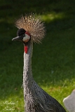 Kranichvögel