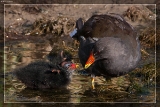 Teichhuhn