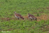 2013-08-27 grosstrappe 1200x800 img 4218 : Großtrappe, Hanság, Naturschutzgebiet, Neusiedler See, Vögel, Wiese