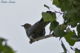 2012-06-10 kuckuck 750x500 img 7684