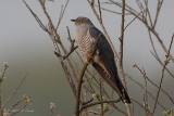 20140412 kuckuck hp img 2946